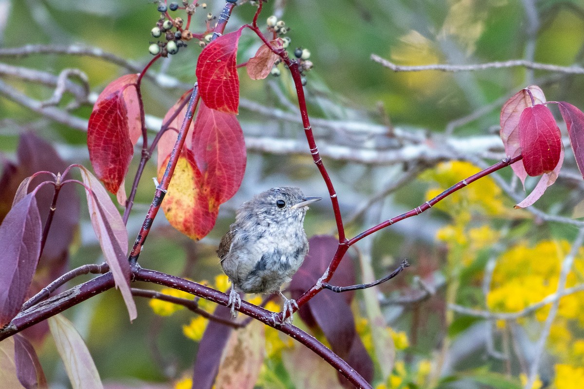 Northern House Wren - ML642040865