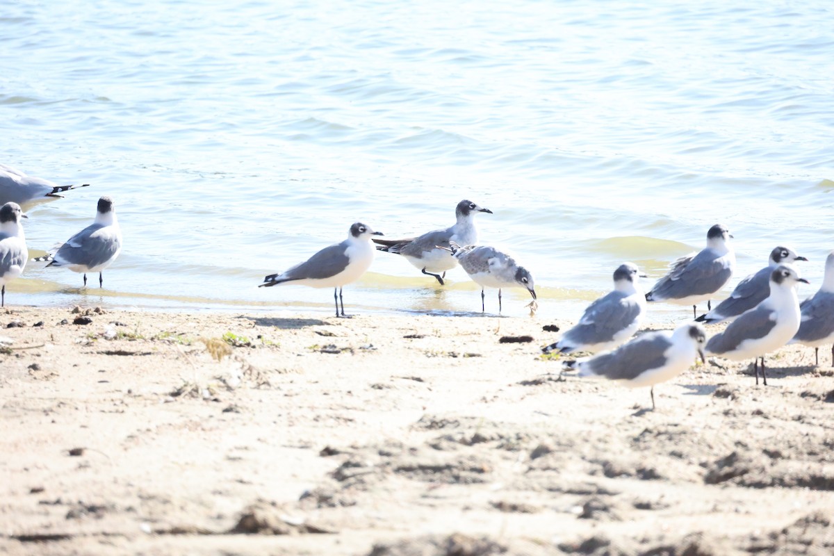 Mouette de Franklin - ML642040867