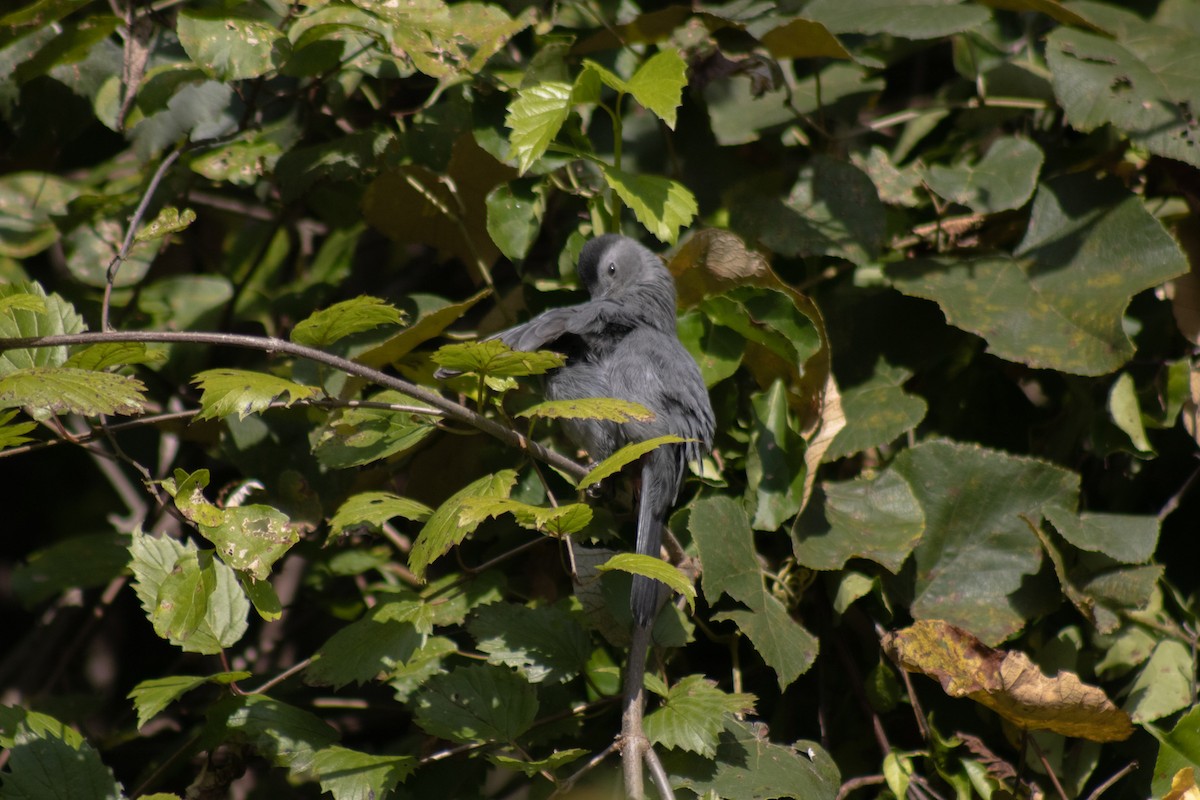 Miaulari grisa - ML642040869