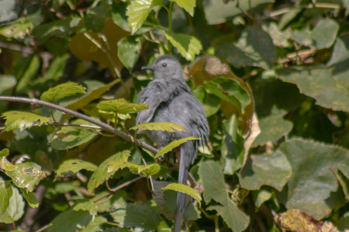 Miaulari grisa - ML642040870