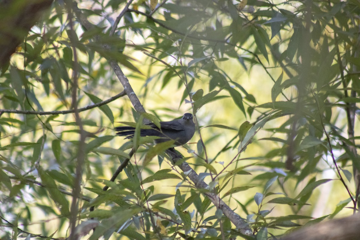 Miaulari grisa - ML642040871