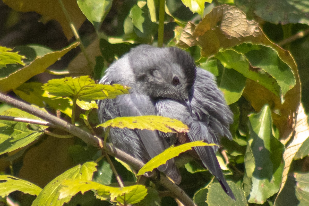 Miaulari grisa - ML642040872