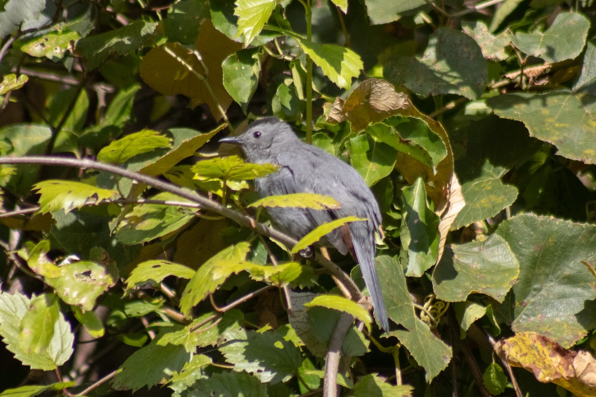 Miaulari grisa - ML642040873