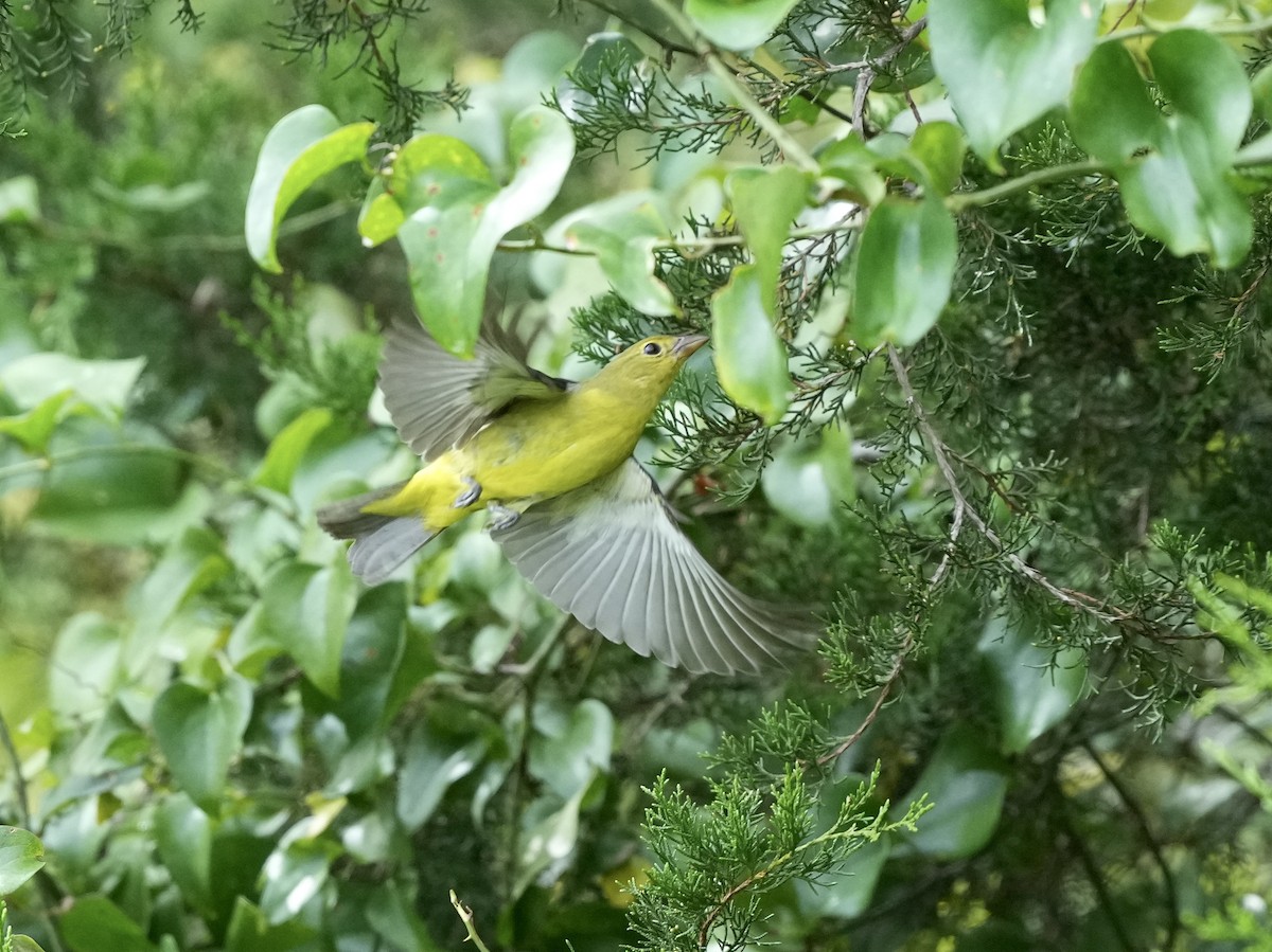 Scarlet Tanager - ML642040891