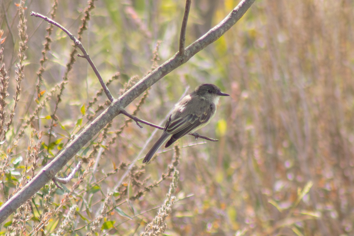 Eastern Phoebe - ML642040923