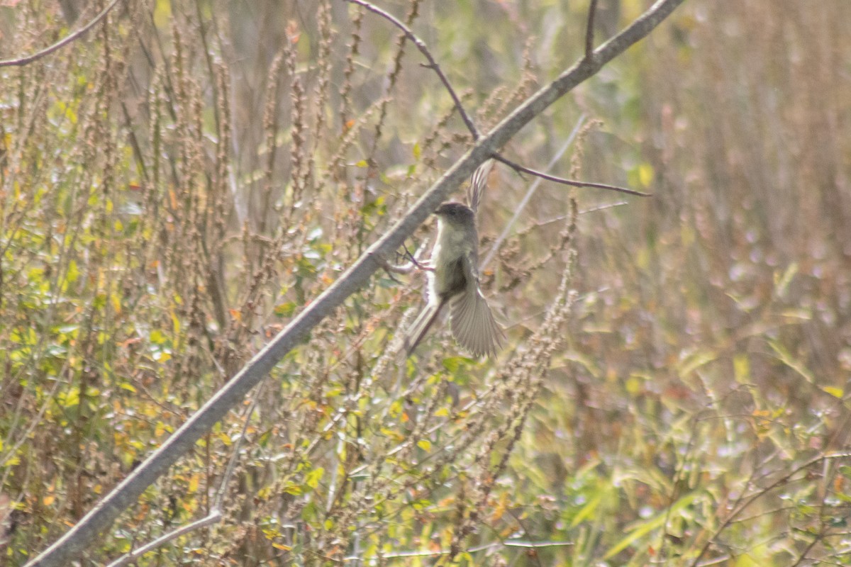 Eastern Phoebe - ML642040924