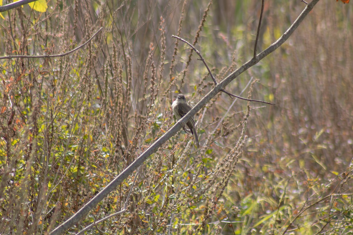 Eastern Phoebe - ML642040925