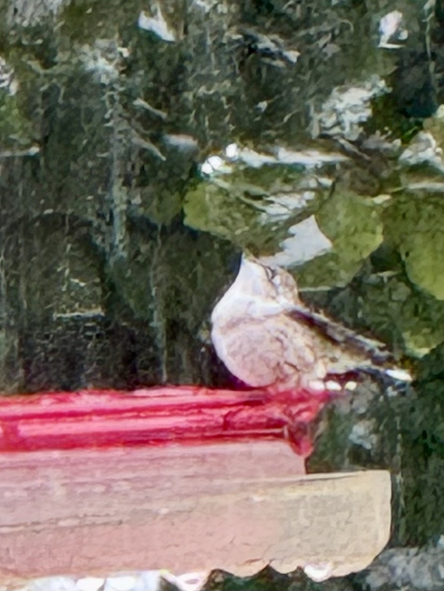 Ruby-throated Hummingbird - ML642040934