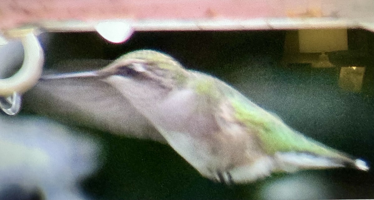 Ruby-throated Hummingbird - ML642040935