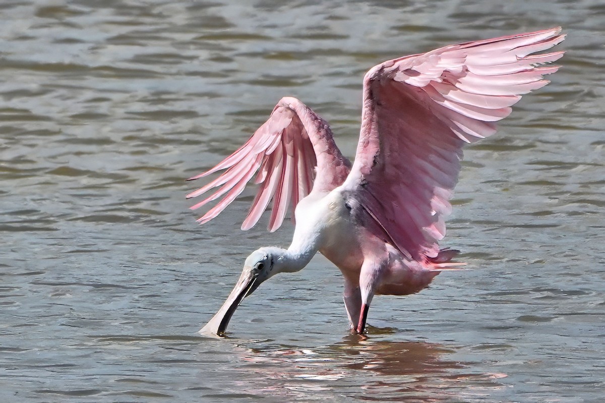 Roseate Spoonbill - ML642040949