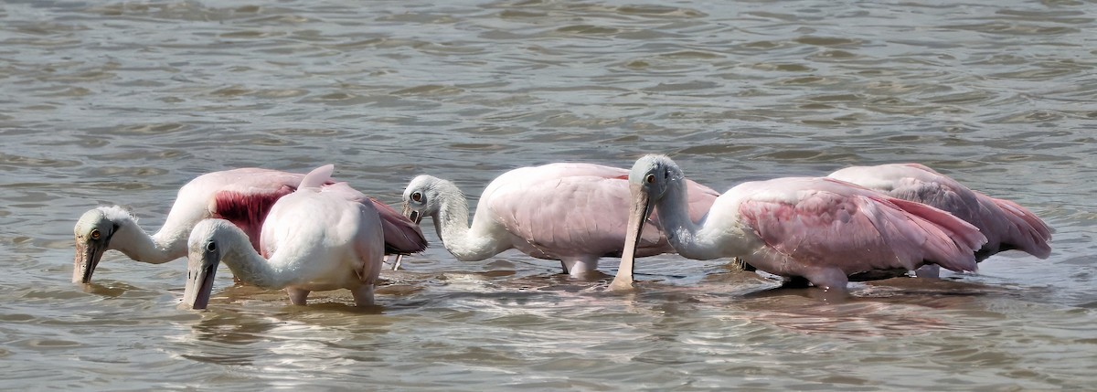 Roseate Spoonbill - ML642040956