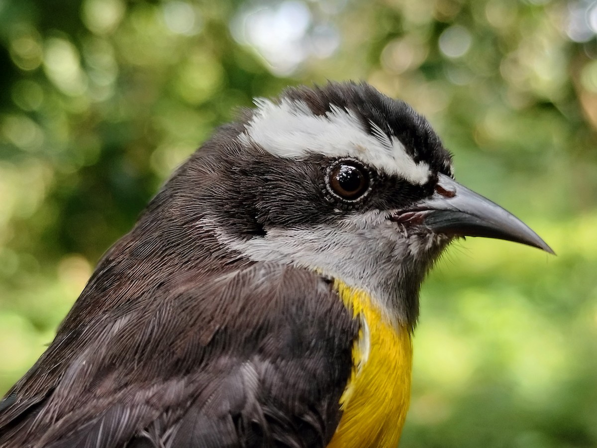 Zuckervogel - ML642040966
