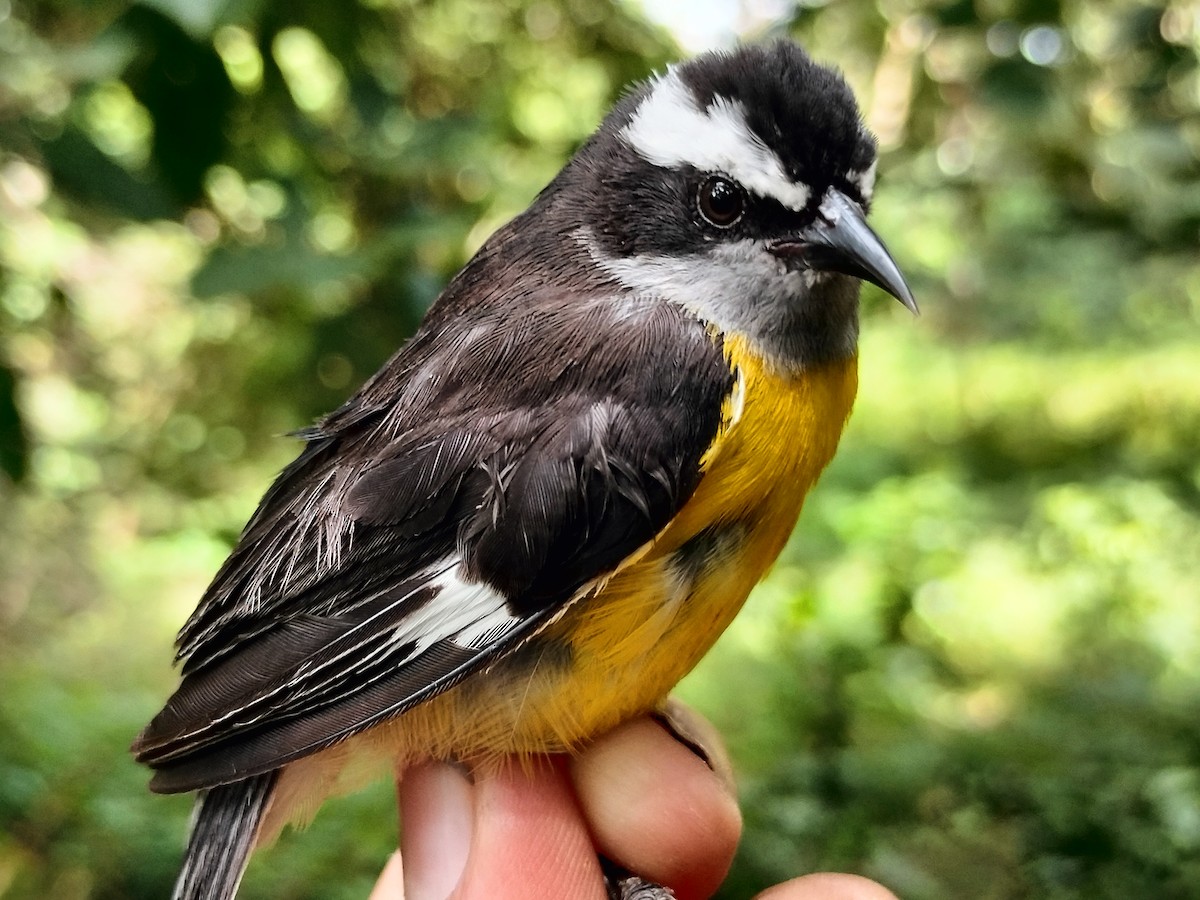Zuckervogel - ML642040968