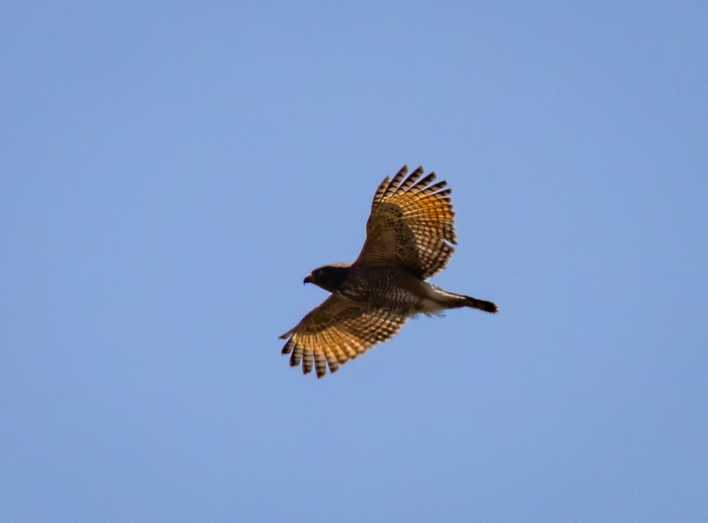 Roadside Hawk - ML642040976