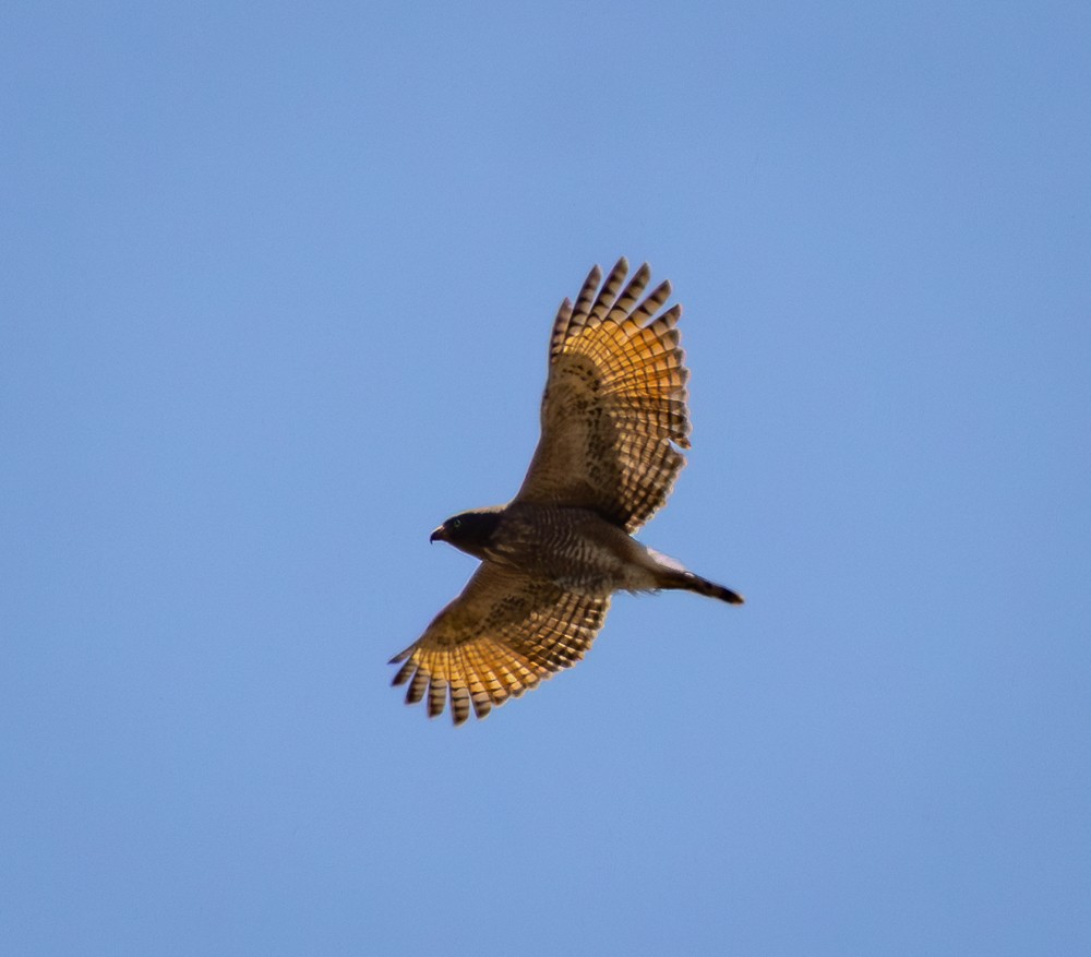 Roadside Hawk - ML642040977