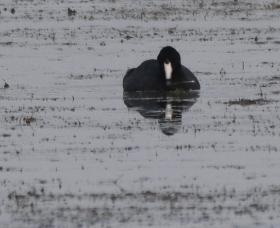 American Coot - ML642040989