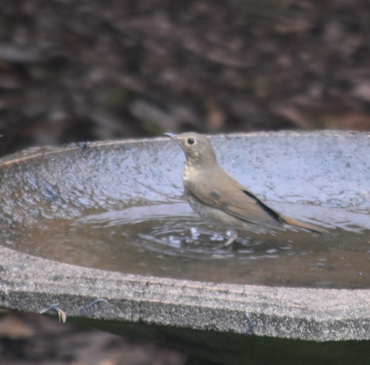 Hermit Thrush - ML642041008