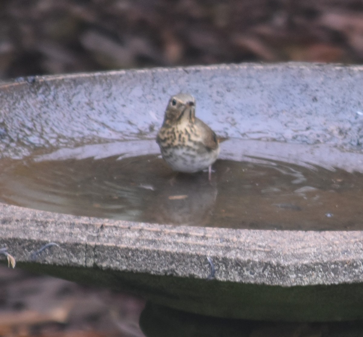 Hermit Thrush - ML642041016