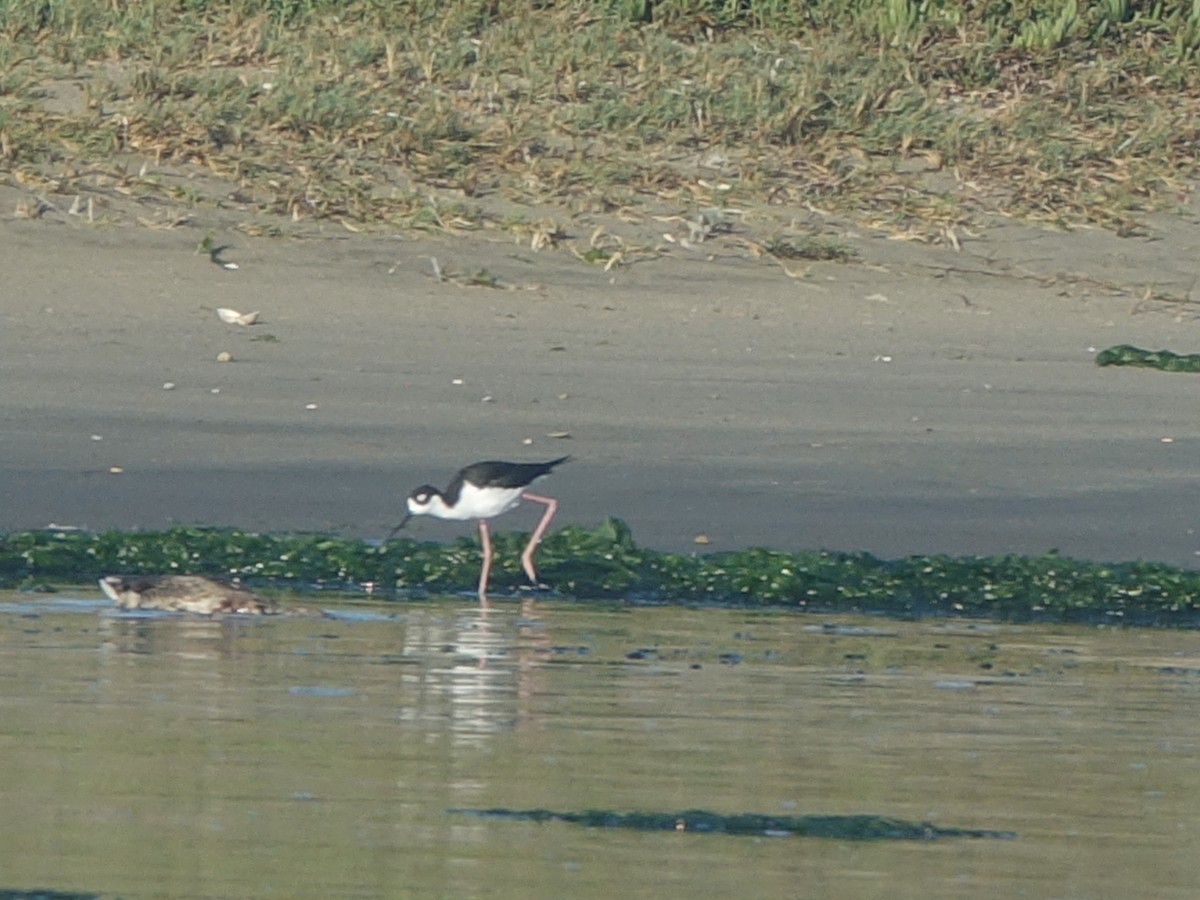 Black-necked Stilt - ML642041023