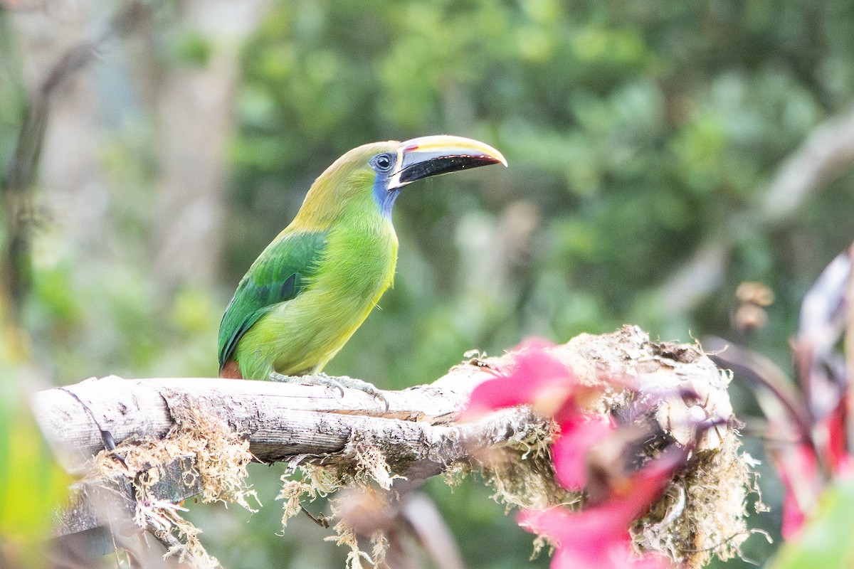 Northern Emerald-Toucanet - ML642041031