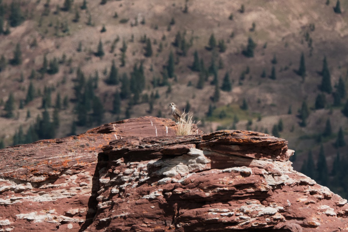 Prairie Falcon - ML642041050