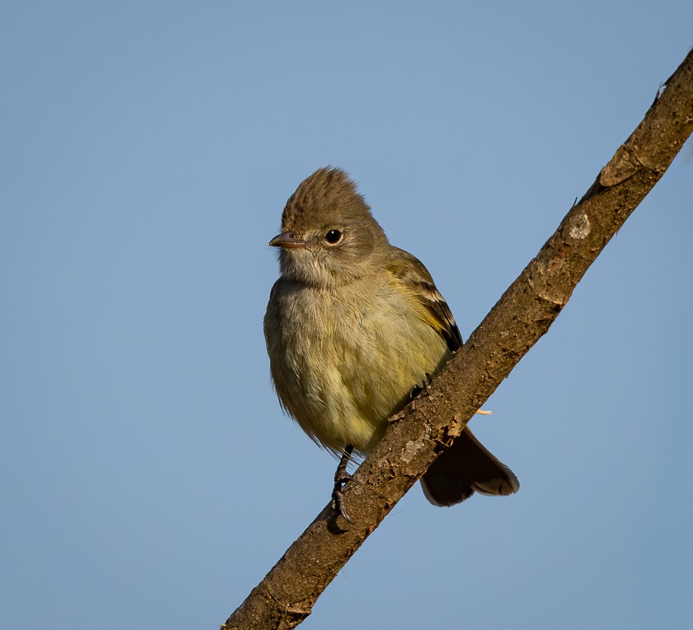 Yellow-bellied Elaenia - ML642041054