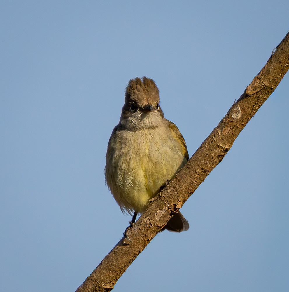 Yellow-bellied Elaenia - ML642041055