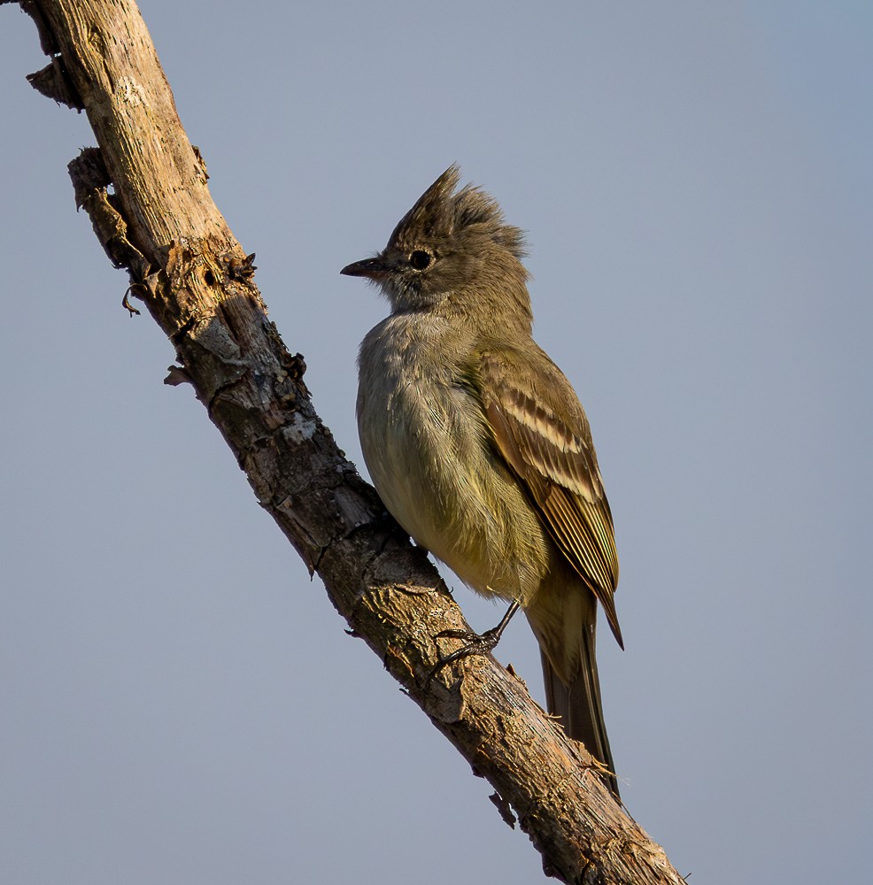 Yellow-bellied Elaenia - ML642041056