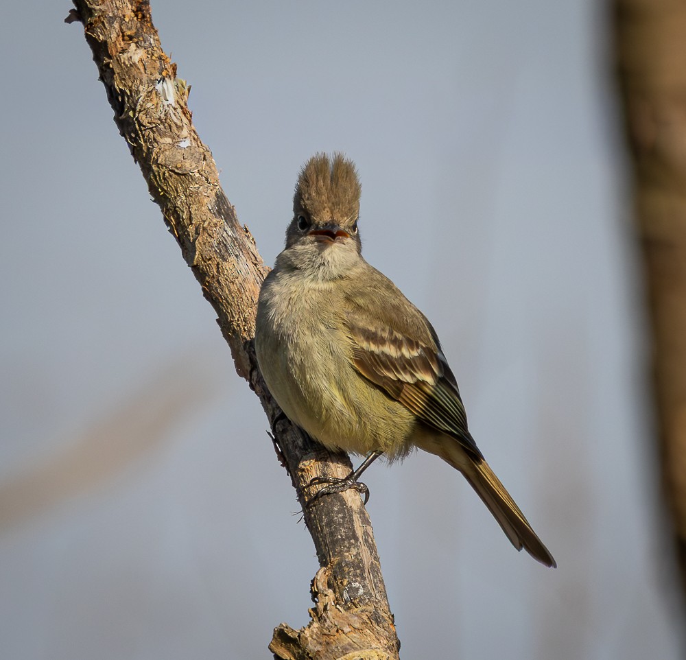 Yellow-bellied Elaenia - ML642041057