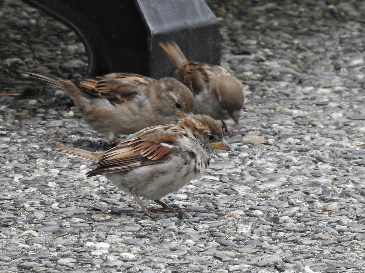 House Sparrow - ML642041058