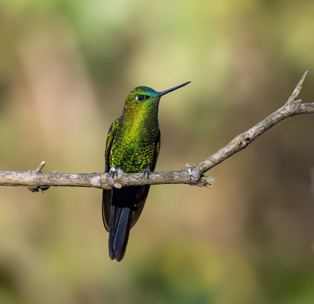 Sapphire-vented Puffleg - ML642041085