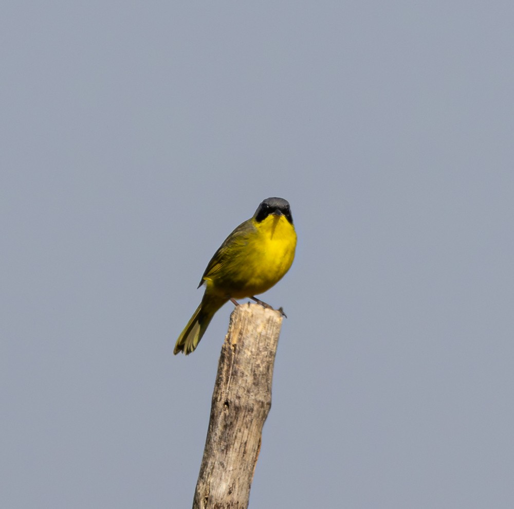 Paruline voilée - ML642041095