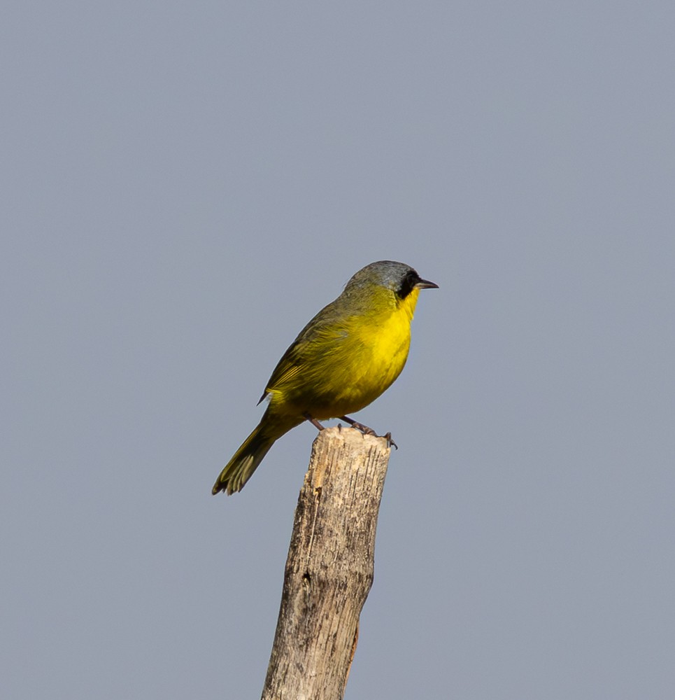 Paruline voilée - ML642041096