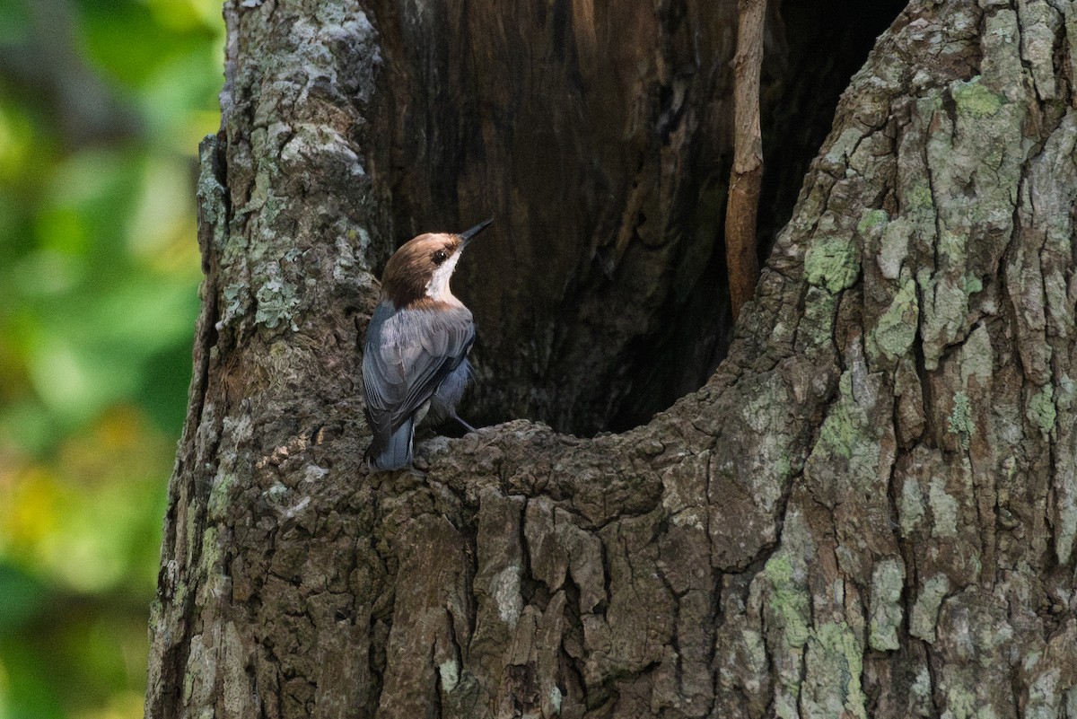 Brown-headed Nuthatch - ML642041099