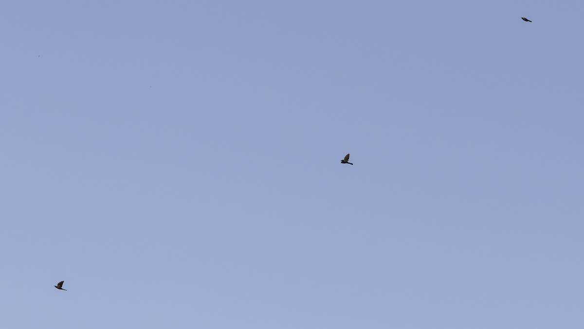 Common Grackle - ML642041100