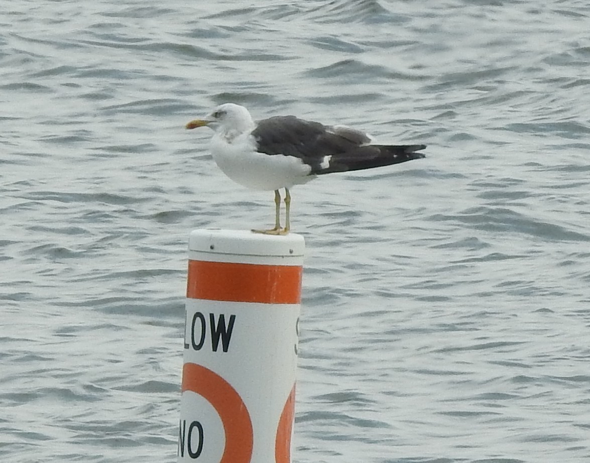 Lesser Black-backed Gull - ML642041150