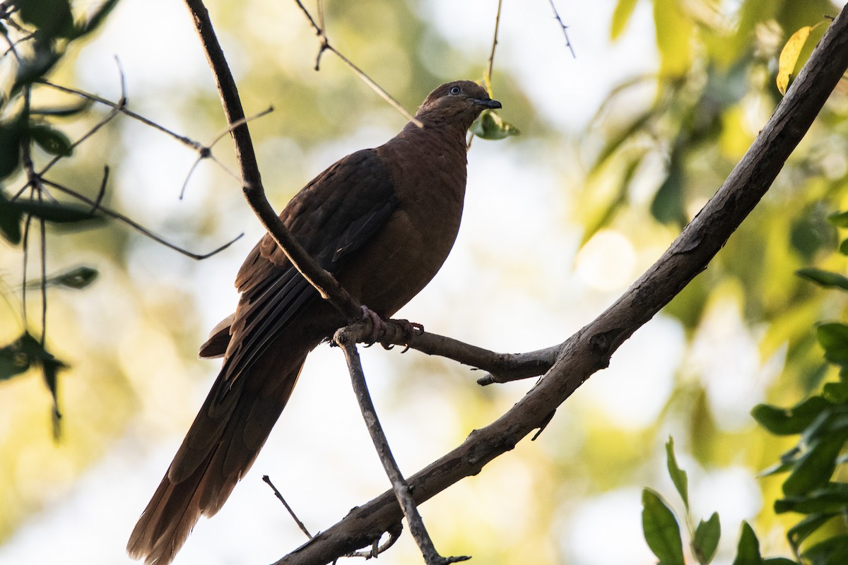 Brown Cuckoo-Dove - ML642041153