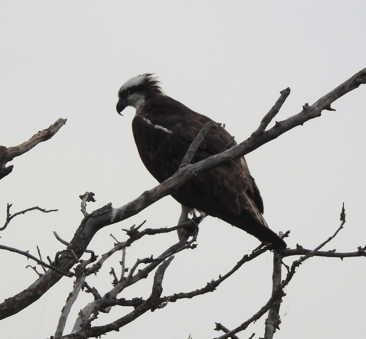 Osprey - ML642041162