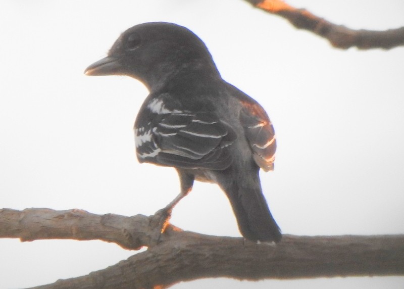 White-winged Becard - ML642041170