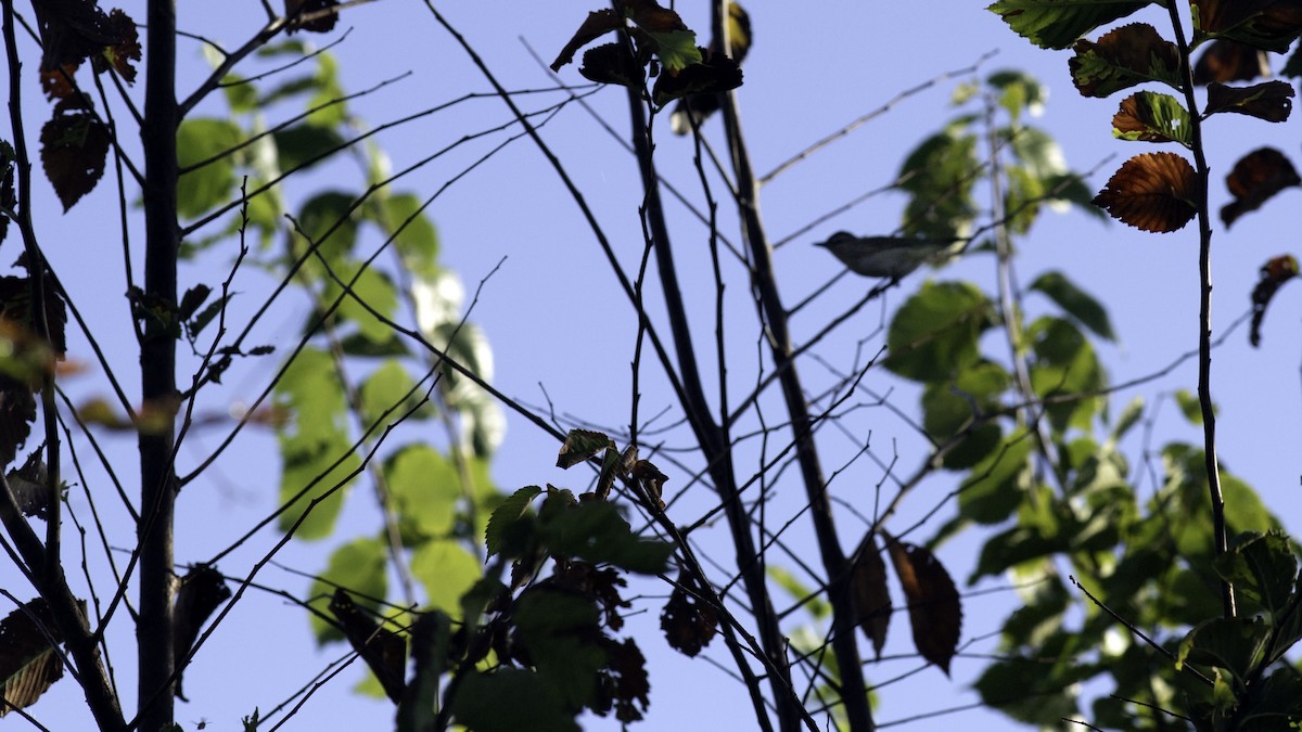Red-eyed Vireo - ML642041173