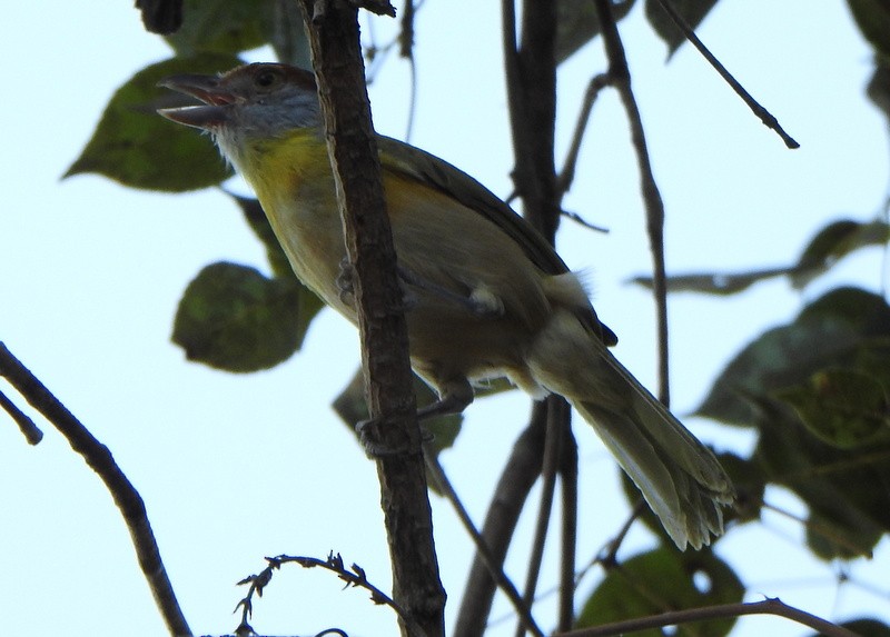 Rufous-browed Peppershrike - ML642041189