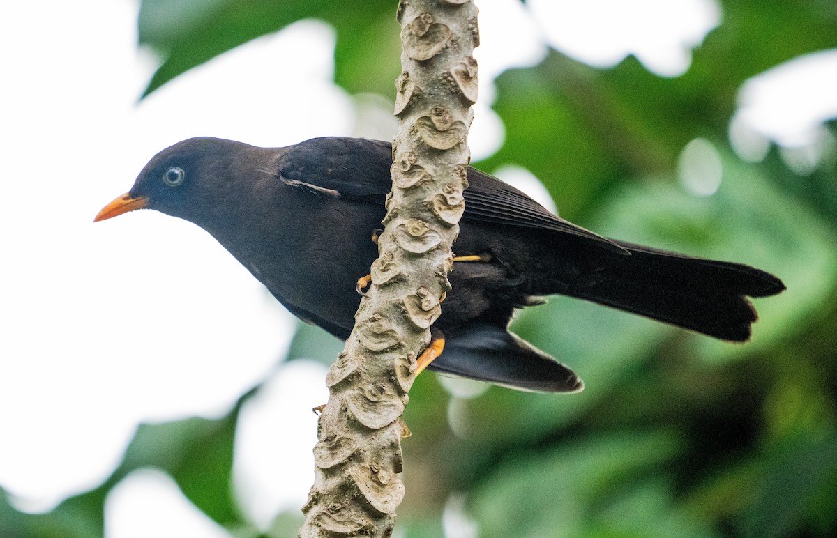 Sooty Thrush - ML642041190