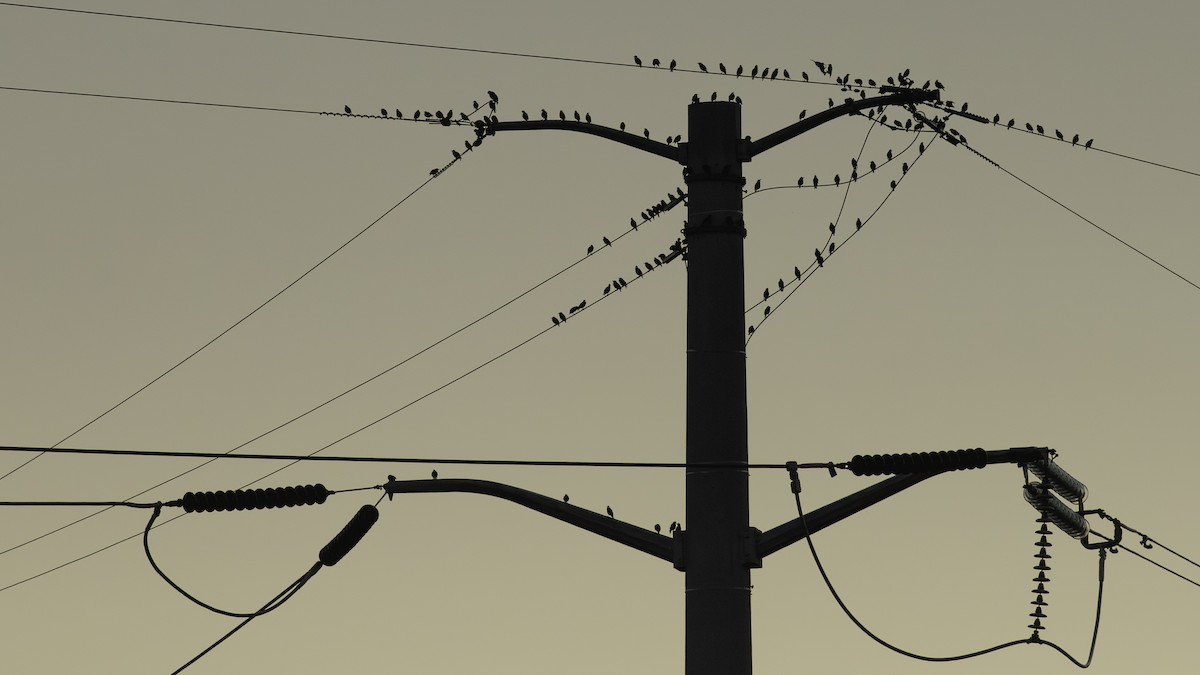 European Starling - ML642041203