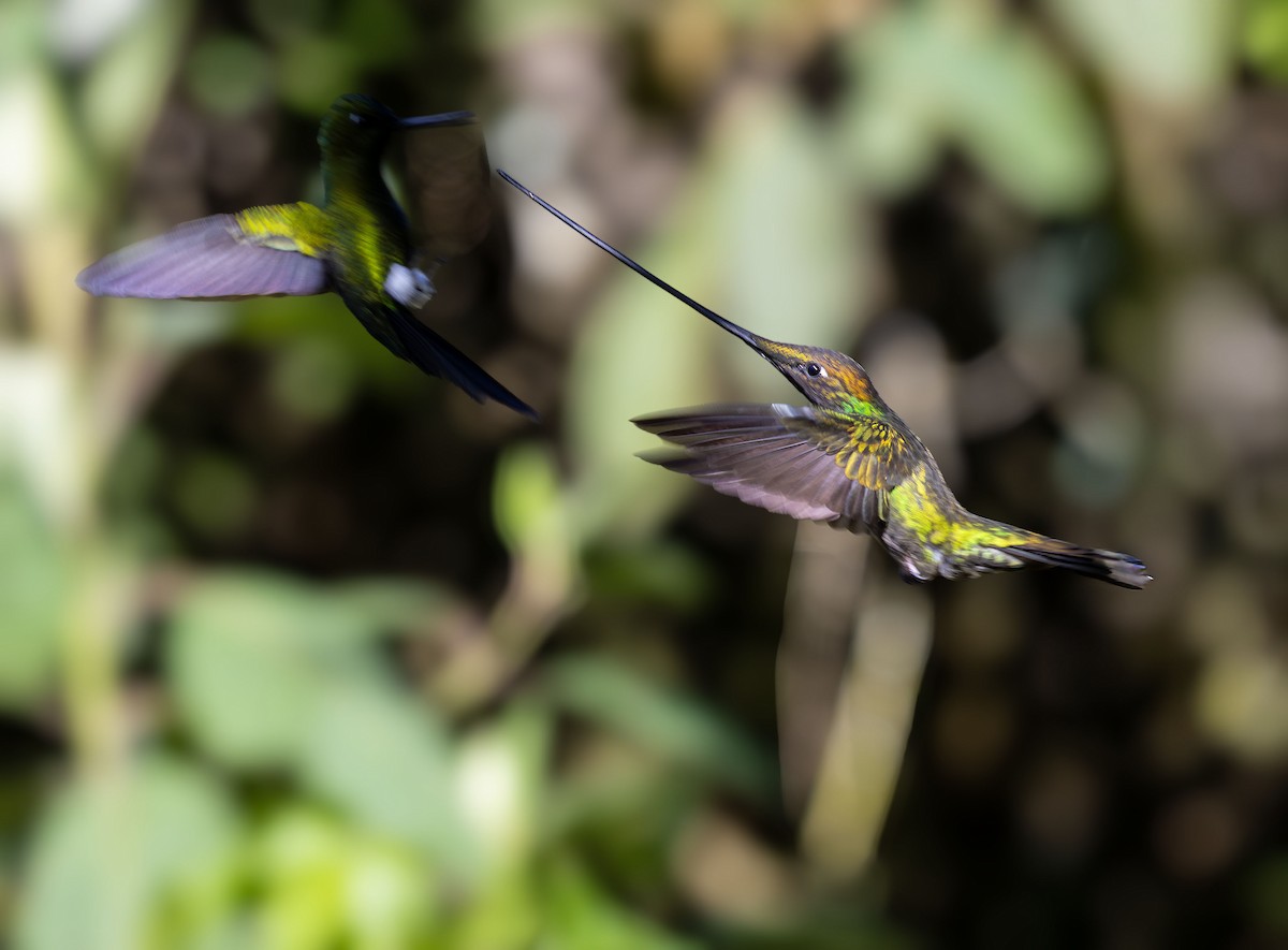 Sword-billed Hummingbird - ML642041212