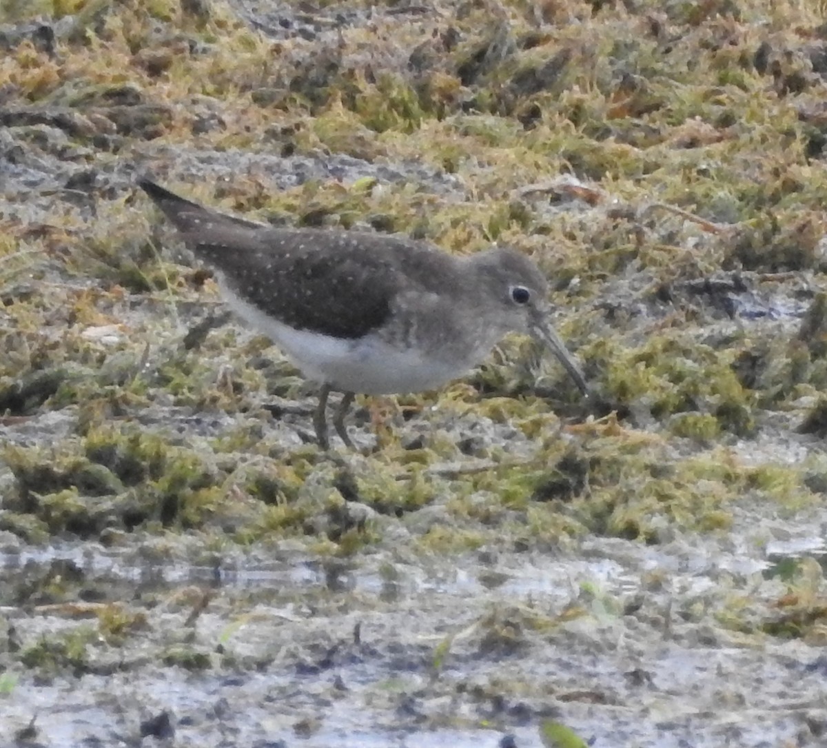 Solitary Sandpiper - ML642041217