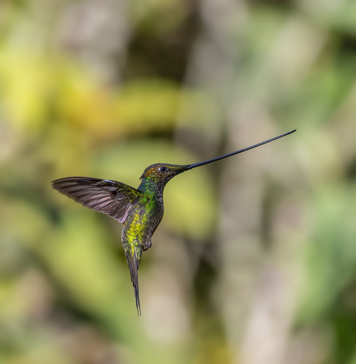 Sword-billed Hummingbird - ML642041218