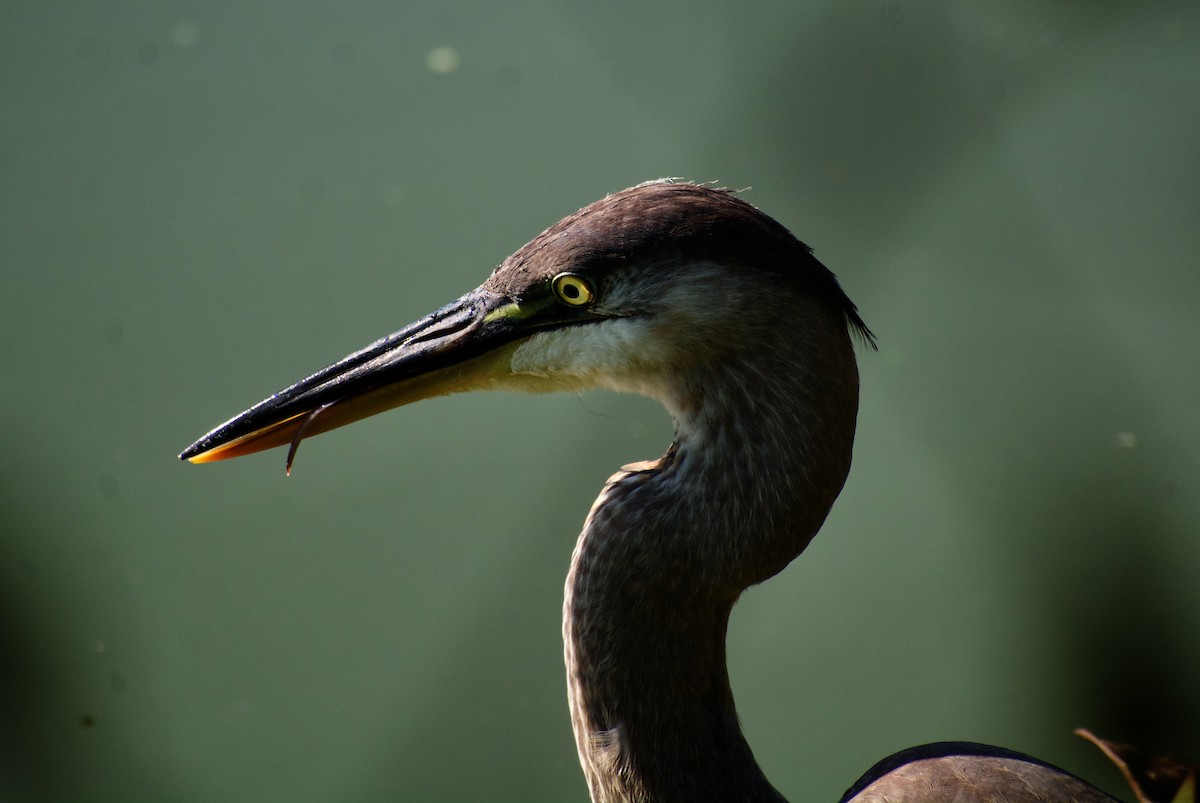 Great Blue Heron - ML642041225