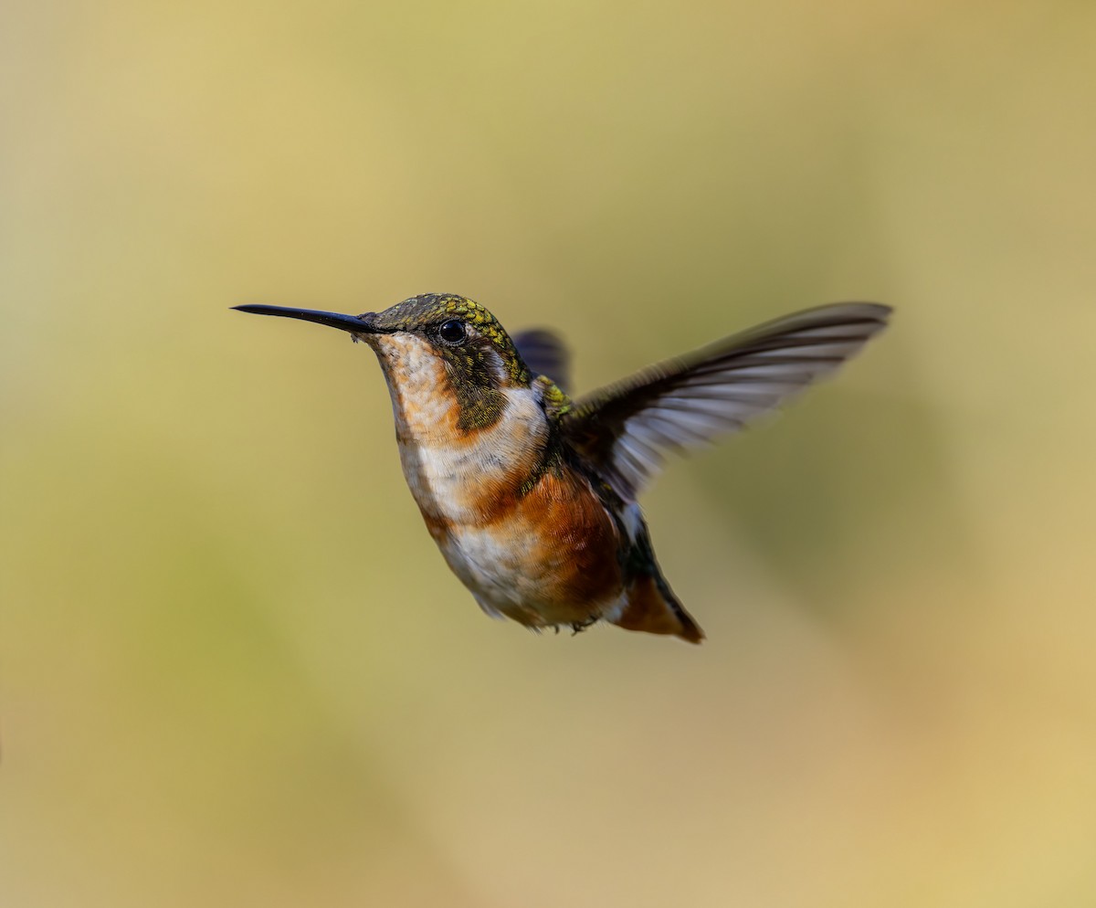 White-bellied Woodstar - ML642041228