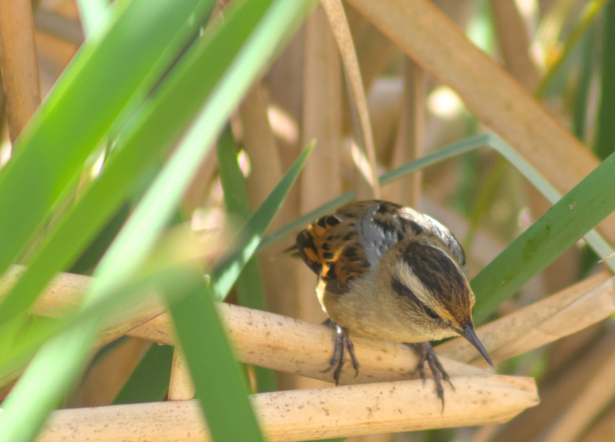 Wren-like Rushbird - ML642041231