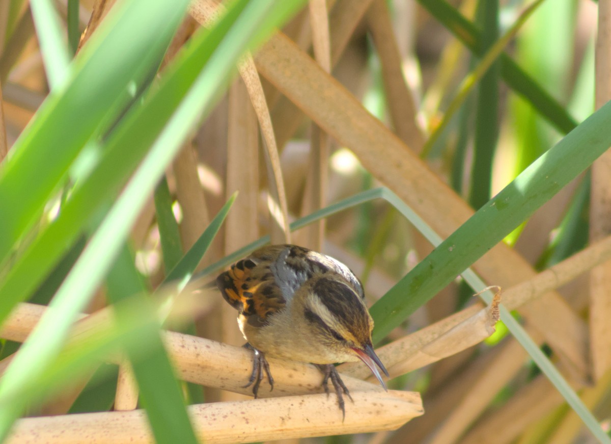 Wren-like Rushbird - ML642041232